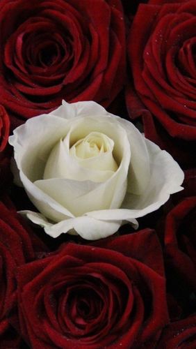 白玫瑰红玫瑰